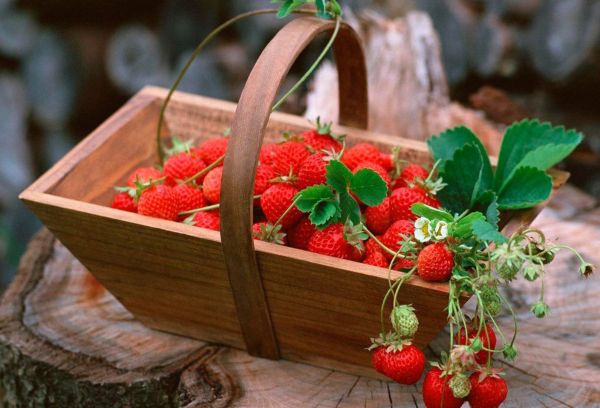 Panier en bois avec des baies