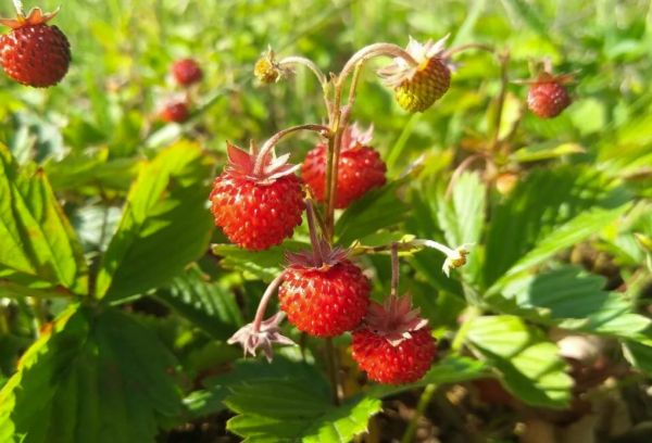 Fraises