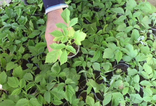 Reproduction de framboises aux orties