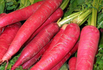 Radish Red Giant