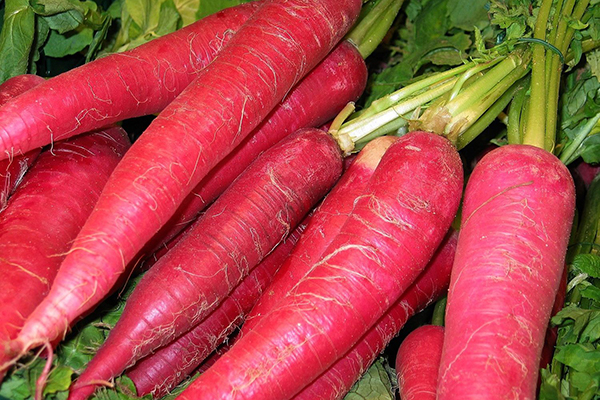 Radish Red Giant