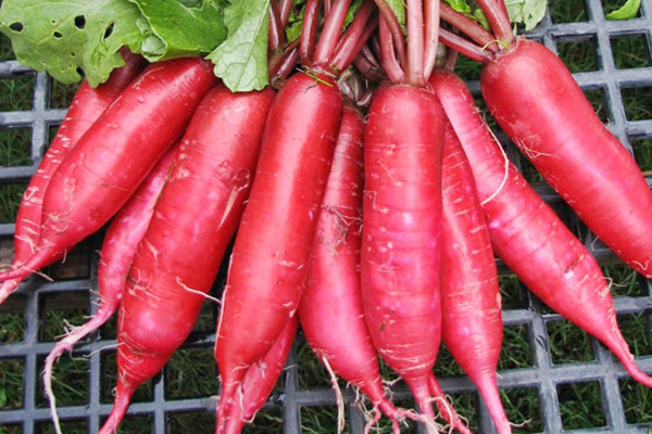 Radish Red Giant