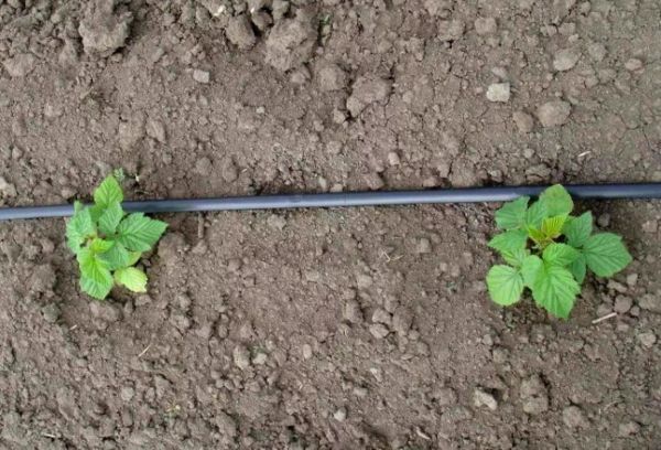 irrigation goutte à goutte de framboises