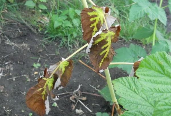 Framboise contaminée