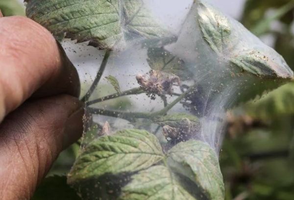 Tétranyque sur les framboises