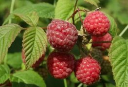 framboise des bois