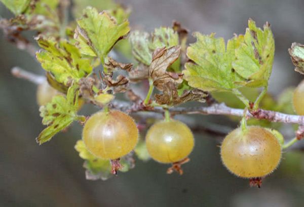 Groseilles à maquereau sur une branche