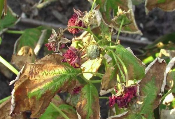 Framboise séchée