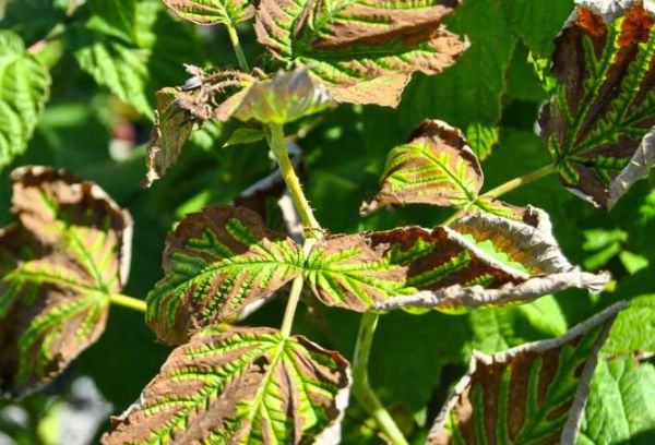 Chlorose des framboises