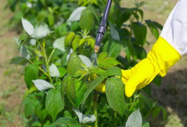 Lutte antiparasitaire des framboises