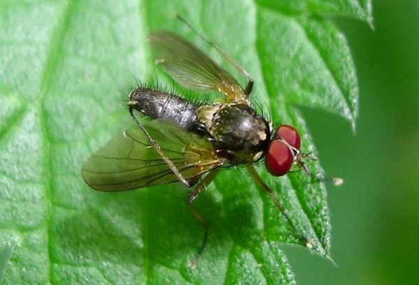 Mouche de la tige de la framboise