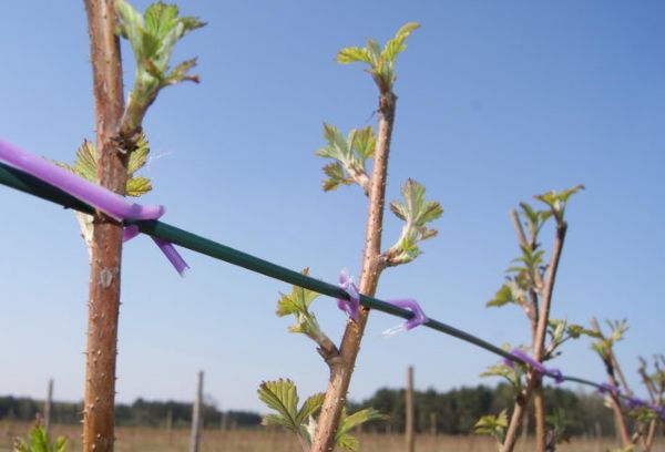 Framboises liées