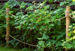 Faire pousser des framboises