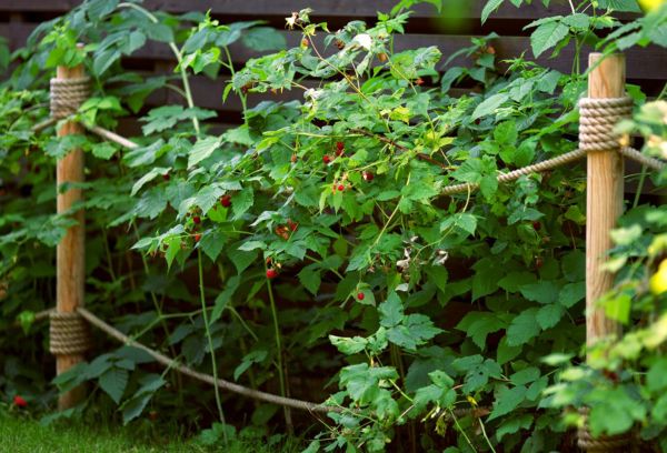 Faire pousser des framboises