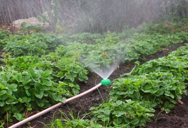 Arroser les baies dans le jardin