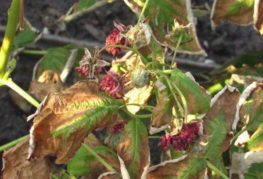 Feuilles de framboise jaunies