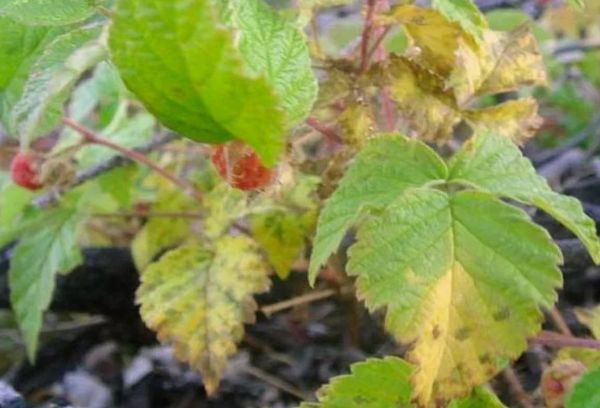 Framboise Mosaic Age Withering