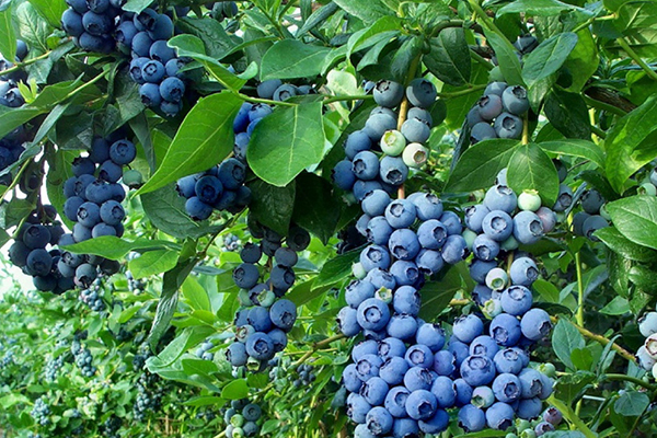 Blueberry Bush Bluecrop