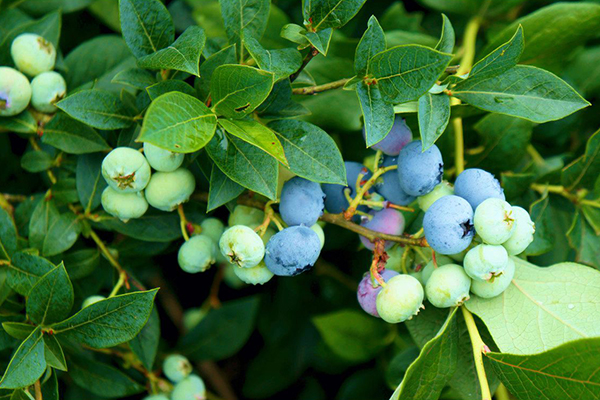 Bluecrop mûrissant les bleuets