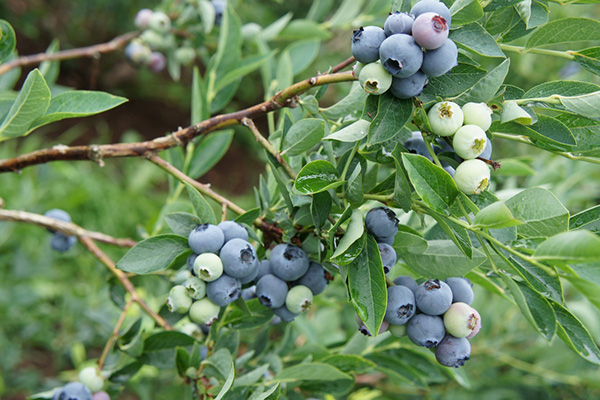 Maturation des myrtilles Denis Blue