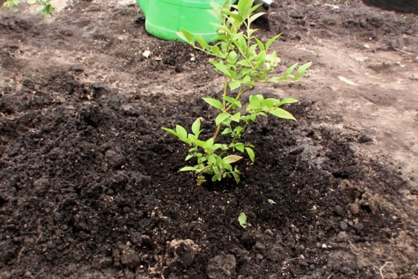 Planter des bleuets du Northland