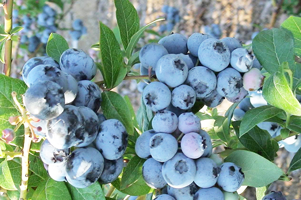 Northland Blueberry