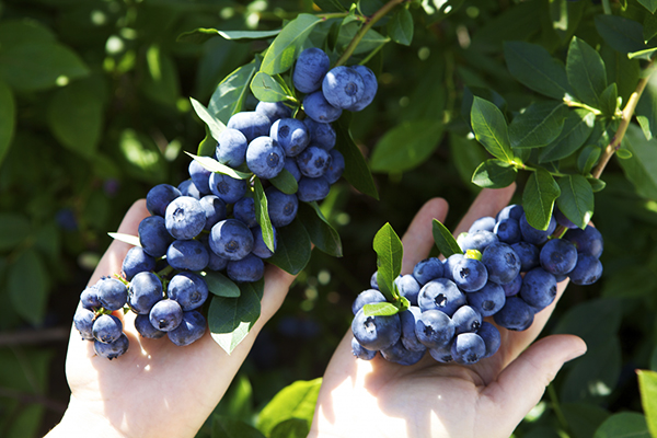 Grappes de myrtilles hautes