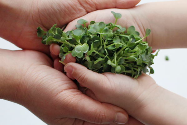 Microgreens brocoli entre les mains d'un enfant