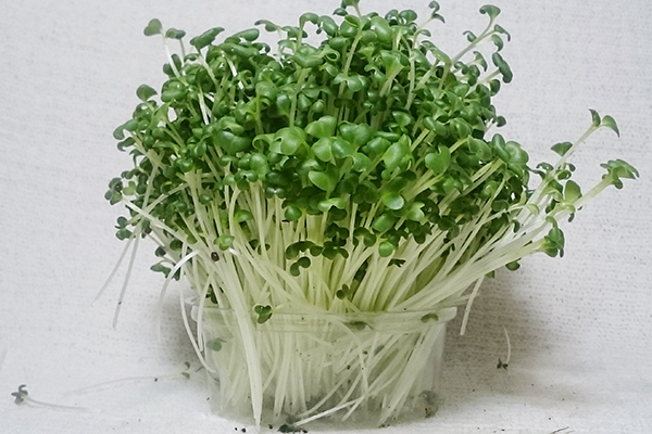 Microgreens brocoli dans un récipient en plastique