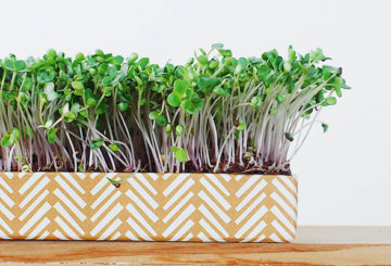 Microgreens broccoli