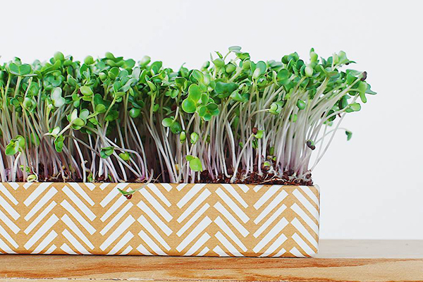 Microgreens brocoli