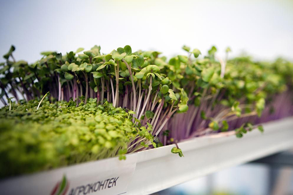 Hydroponic Microgreening Method