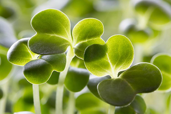 Feuilles de brocoli microgreen