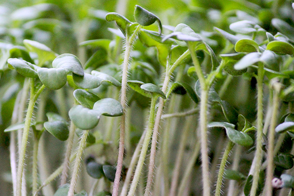 Microgreen moutarde