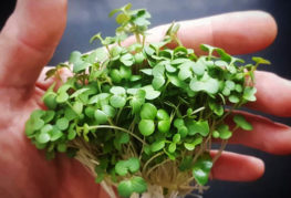 Mù tạt trắng microgreen