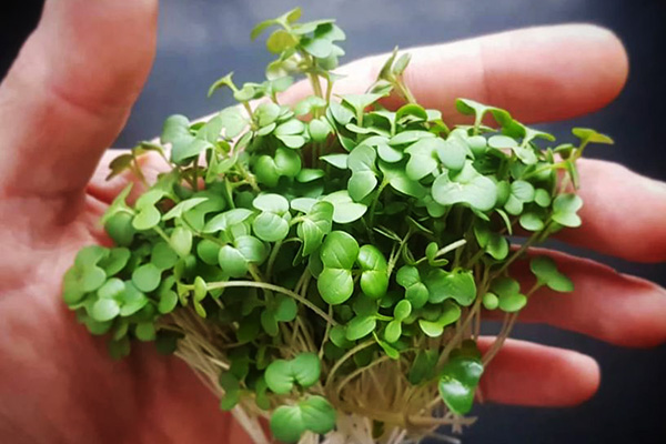 Moutarde blanche microgreen