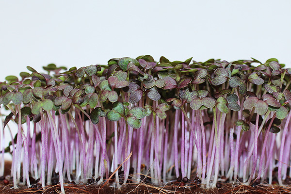 Microgreen moutarde rouge