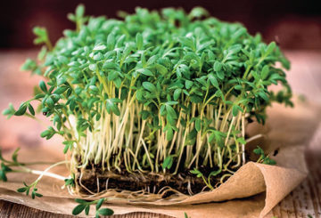 Vattenkrasse microgreens