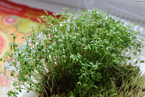 Couper les microgreens de cresson