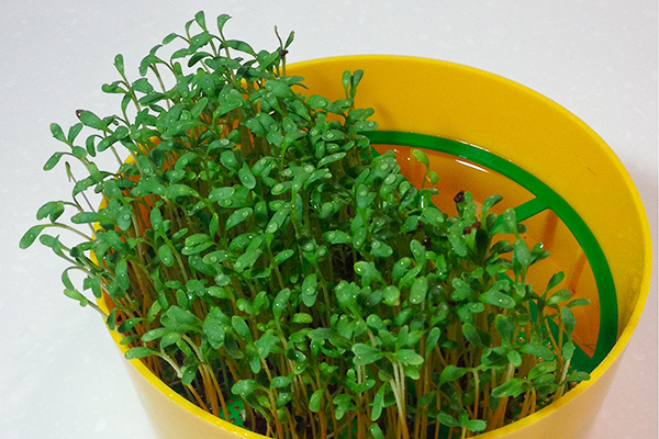 Cresson de plus en plus pour les microgreens