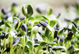 Cultiver des microgreens de tournesol