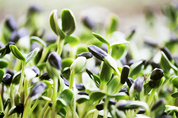 Cultiver des microgreens de tournesol