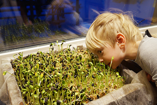 L'enfant observe la croissance des micropousses de tournesol