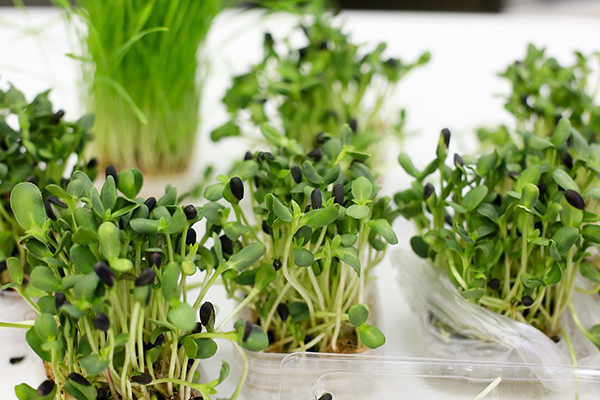 Cultiver des microgreens de tournesol sans terre