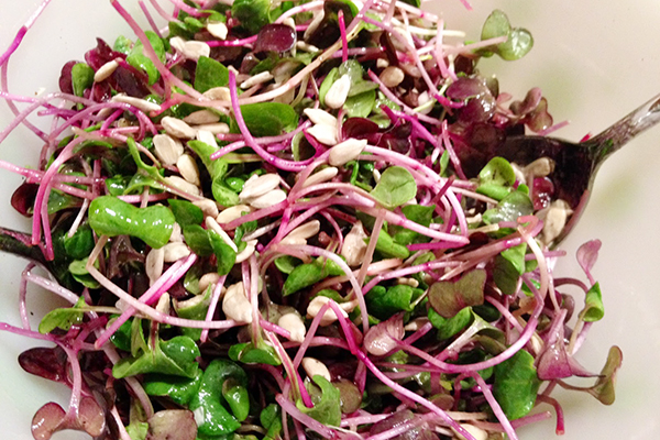 Salade de radis Microgreen