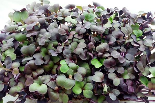 Microgreen Radis Sango