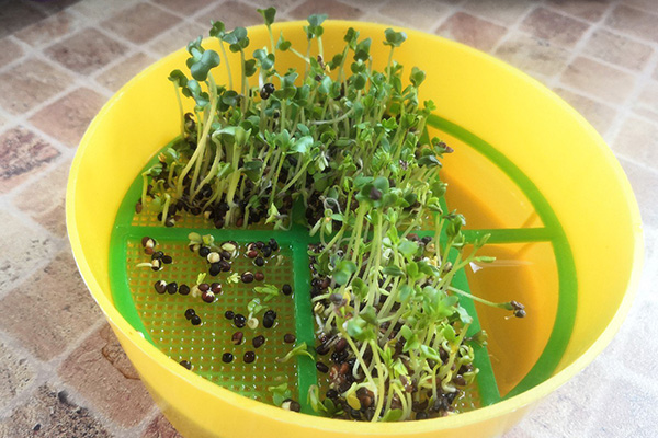 Le germeur le plus simple pour les microgreens