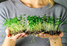 Microgreens prêts