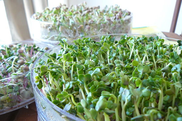 Cultiver des microgreens sur le rebord de la fenêtre