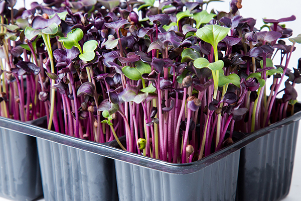 Microgreen moutarde rouge